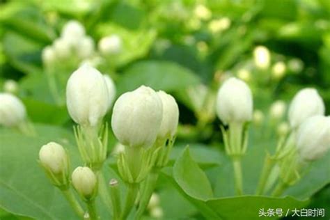 茉莉花 澆水|茉莉花種植，步驟詳細，方法簡單，小白也會養